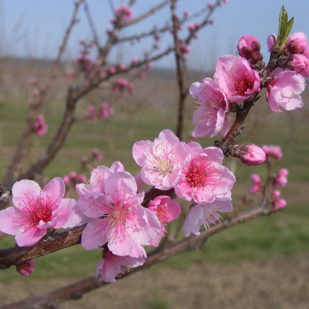 Obrázok Nektárinka (Prunus nucipersica) ´SUPER QUEEN´ - stredne skorá, výška- 110-130 cm, kont. C5L