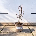 Arónia čerešňolistá (Aronia prunifolia) ´NERO´ - výška 20-30 cm, kont. P13