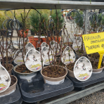 Arónia čerešňolistá (Aronia prunifolia) ´NERO´ - výška 20-30 cm, kont. P13