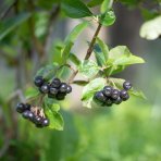 Arónia čerešňolistá (Aronia prunifolia) ´NERO´ - výška 20-30 cm, kont. P13