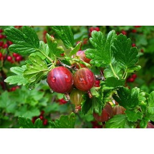 Egreš obyčajný (Grossularia uva-crispa) ´KAMENIAR´ - výška 70-100 cm, stredne skorý, voľnokorenný - STROMČEKOVÝ/ NA KMIENKU