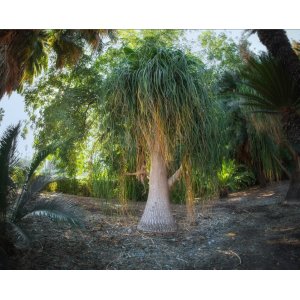 Slonia noha (Nolina Recurvata)´ - výška 80-100 cm, výška kmeňa 20-30 cm, kont. C24L (-10°C) - DECO MISA
