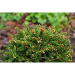 Smrek obyčajný (Picea abies) ´OHLENDORFII´,  ⌀ 15-25 cm, kont. C5L