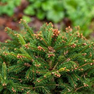 Smrek obyčajný (Picea abies) ´OHLENDORFII´,  ⌀ 15-25 cm, kont. C5L