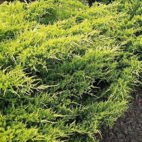 Borievka prostredná (Juniperus x media) ´OLD GOLD´ priemer rastliny 30-50cm,  kont. C2L