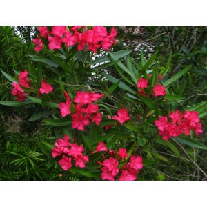 Oleander obyčajný (Nerium oleander) ´CLAUDIA ´ - ČERVENÝ - výška 40-60 cm, kont. C3L (-10/-12°C)