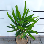 Oleander obyčajný (Nerium oleander) ´CLAUDIA ´ - výška 40-60 cm, kont. C3L (-10/-12°C)