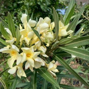 Oleander obyčajný (Nerium oleander) žltý - výška 80-100 cm, kont. C9.5L (-10/-12°C) VIACKMENNÝ