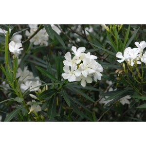Oleander obyčajný (Nerium oleander) BIELY- výška 50-80 cm, kont. C5L (-10/-12°C)