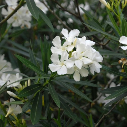 Oleander obyčajný (Nerium oleander) biely - výška: 20-40 cm, kont. C1.5L (-10/-12°C)
