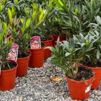 Oleander obyčajný (Nerium oleander) červený - výška: 20-30 cm, kont. C1.5L (-10/-12°C)