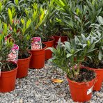 Oleander obyčajný (Nerium oleander) ´ATLAS´ - RUŽOVÝ - výška 50-80 cm, kont. C3L 