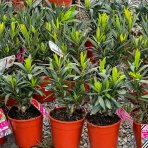 Oleander obyčajný (Nerium oleander) červený - výška: 20-40 cm, kont. C1.5L (-10/-12°C)