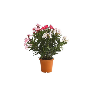 Oleander obyčajný (Nerium oleander) ´TRICOLOR´ - výška 50-70 cm, kont.C10L (-10/-12°C) 