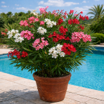 Oleander obyčajný (Nerium oleander) ´TRICOLOR´ - výška 40-60 cm, kont.C3L (-10/-12°C) 