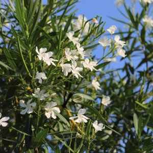 Oleander obyčajný (Nerium oleander) biely - výška 60-80 cm, kont.C20L (-10/-12°C) VIACKMENNÝ 