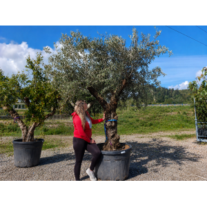 Olivovník európsky (Olea Europaea) - výška 250-280 cm, obvod kmeňa 75/80 cm, kont. C290L - BONSAJ (-12°C)