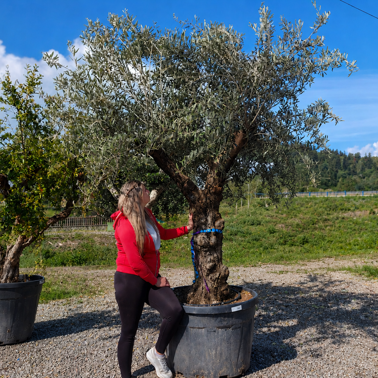 Obrázok Olivovník európsky (Olea Europaea) - výška 250-280 cm, obvod kmeňa 75/80 cm, kont. C290L - BONSAJ (-12°C)