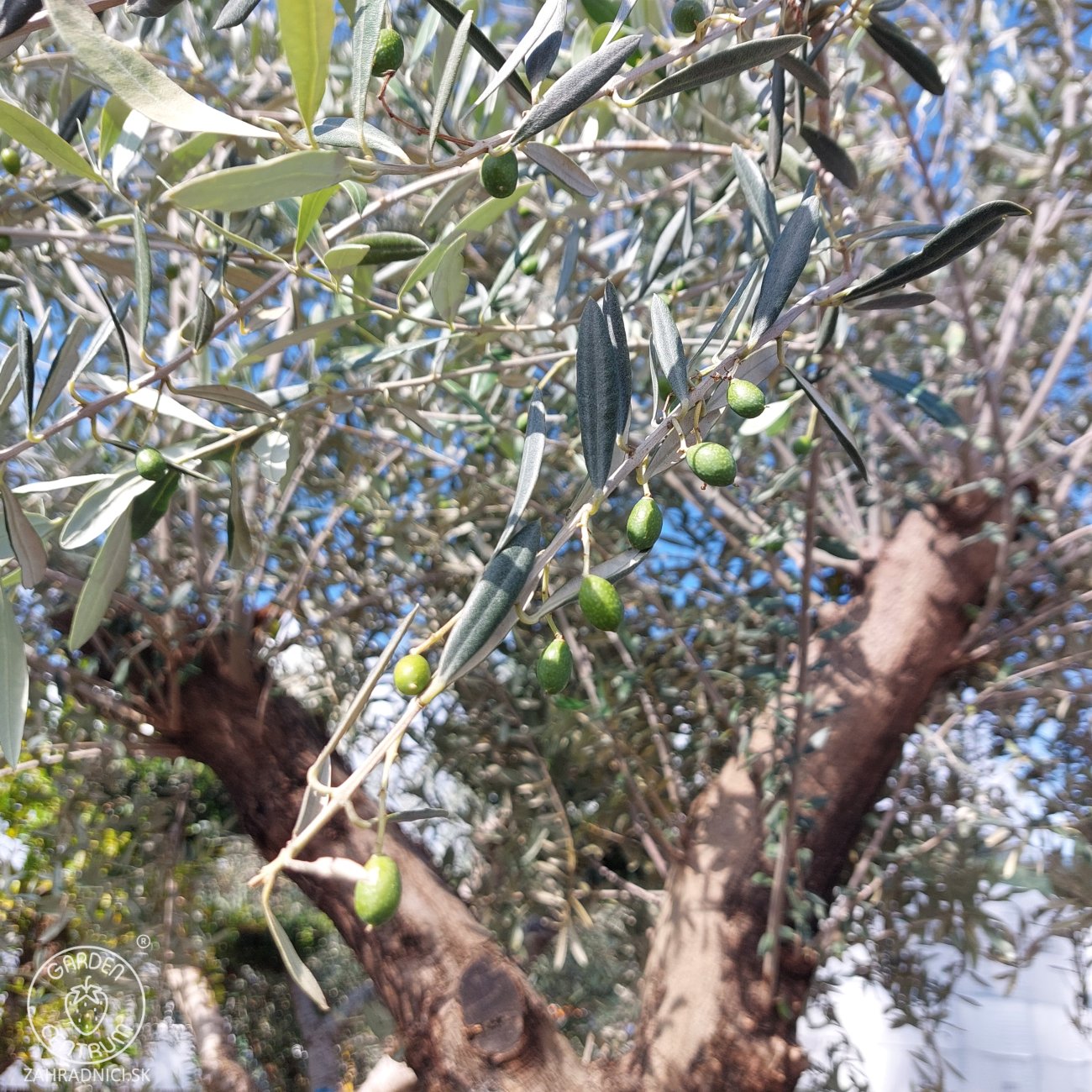 Obrázok Olivovník európsky (Olea Europaea) - výška 250-280 cm, obvod kmeňa 75/80 cm, kont. C290L - BONSAJ (-12°C)