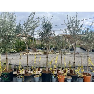 Olivovník európsky (Olea europaea) ´FRANTOIO´ (-12°C) - výška 200-250 cm, obvod kmeňa: 10/12cm, kont. C30L