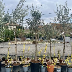 Olivovník európsky (Olea europaea) ´FRANTOIO´ (-12°C) - výška 200-250 cm, obvod kmeňa: 10/12cm, kont. C30L