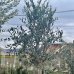 Olivovník európsky (Olea europaea) ´FRANTOIO´ (-12°C) - výška 200-250 cm, obvod kmeňa: 10/12cm, kont. C30L