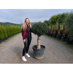 Olivovník európsky (Olea europaea) ´ARBEQUINA´ - výška 100-110 cm, obvod kmeňa 35/40 cm, kont. C70L - GUĽA (-12°C)