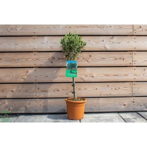 Olivovník európsky (Olea europaea) - výška 40-50 cm, kont. C2.5L – na kmienku  (-12°C)