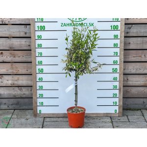 Olivovník európsky (Olea europaea) - výška 80-100 cm, kont. C5L – na kmienku (-12°C)