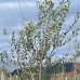 Olivovník európsky (Olea europaea) ´LECCINO´ (-12°C) - výška 200-250 cm, obvod kmeňa 8/10 cm, kont. C15L