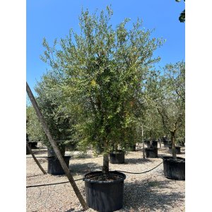 Olivovník európsky (Olea europaea) ´LECCINO´ (-12°C) - výška 220-270 cm, kont. C450L - NA KMIENKU
