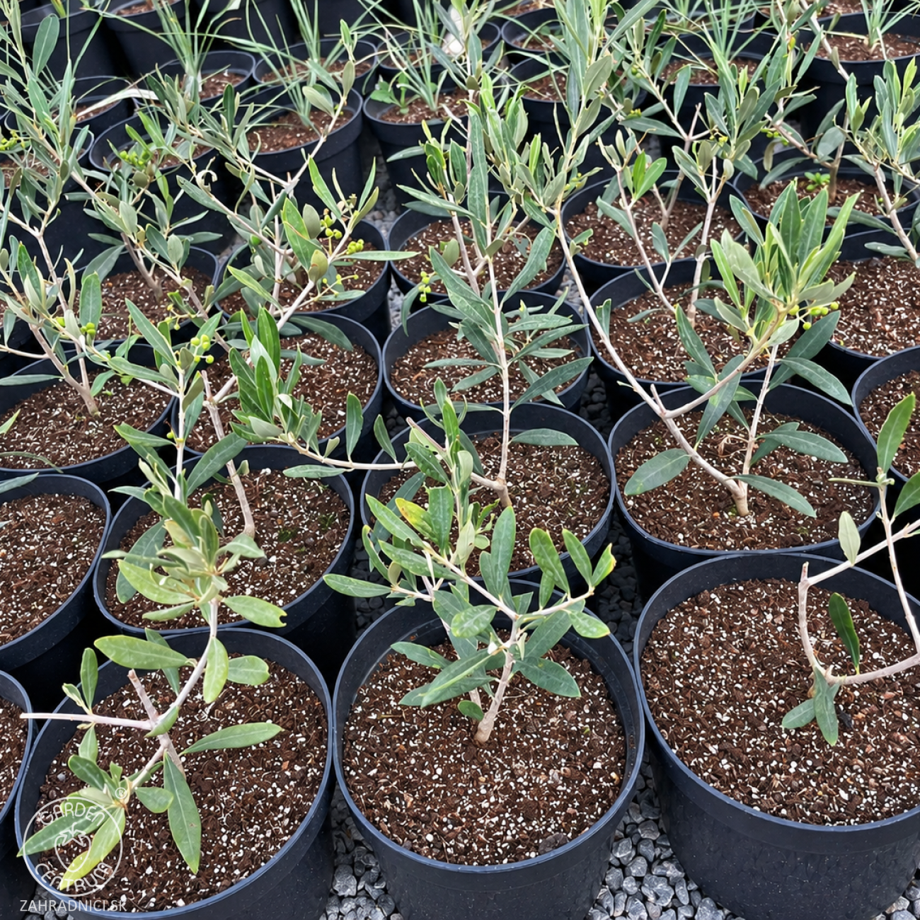 Obrázok Olivovník európsky (Olea europaea) ‘PYRAMIDALIS’ - výška 20-30 cm, kont. C2L
