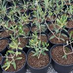 Olivovník európsky (Olea europaea) ‘PYRAMIDALIS’ - výška 20-30 cm, kont. C2L