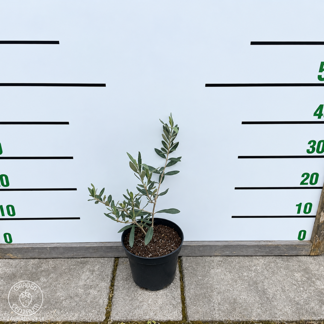 Obrázok Olivovník európsky (Olea europaea) ‘PYRAMIDALIS’ - výška 20-30 cm, kont. C2L