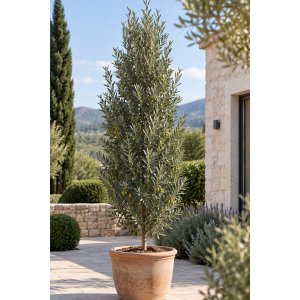 Olivovník európsky (Olea europaea) ‘PYRAMIDALIS’ - výška 20-30 cm, kont. C2L 