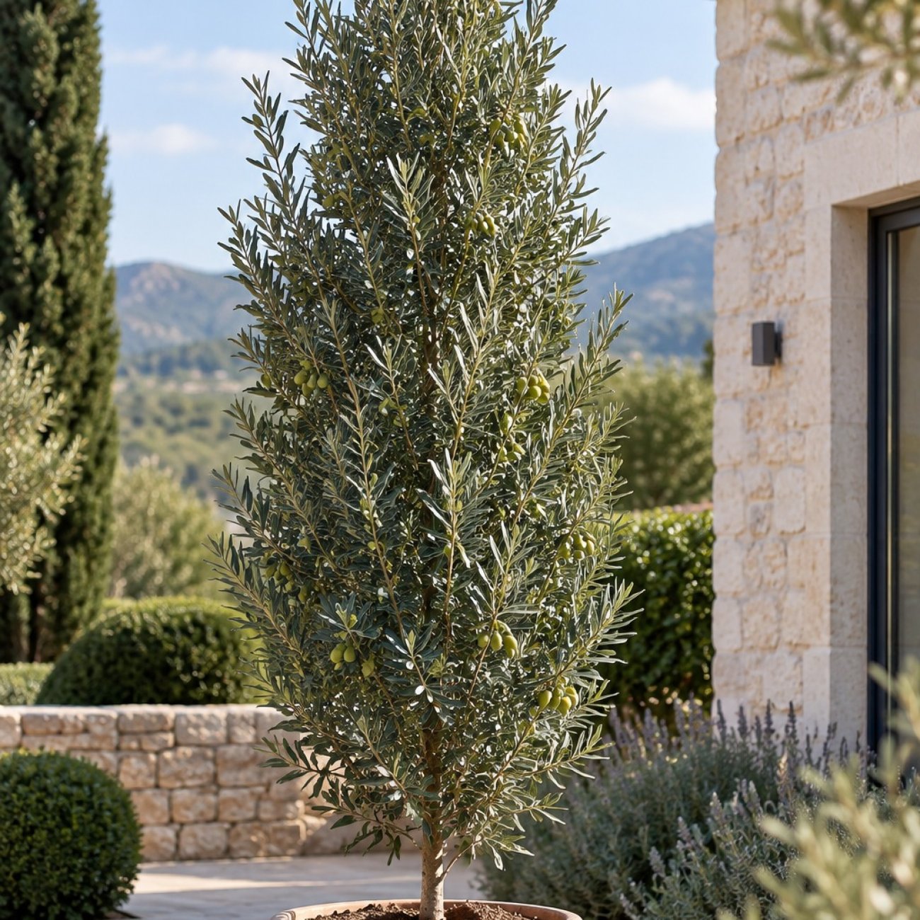 Obrázok Olivovník európsky (Olea europaea) ‘PYRAMIDALIS’ - výška 20-30 cm, kont. C2L