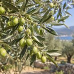 Olivovník európsky (Olea europaea) ‘PYRAMIDALIS’ - výška 20-30 cm, kont. C2L