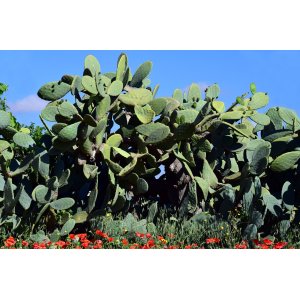 Opuncia ´CONSOLEA´ (Opuntia rubescebs consolea) výška 100-130 cm, kont. C20L 