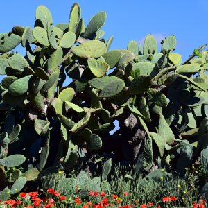 Opuncia ´CONSOLEA´ (Opuntia rubescebs consolea) výška 100-130 cm, kont. C20L 