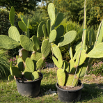 Opuncia figová (Opuntia ficus) ´INDICA´ - výška 100-120 cm, kont. C35L (-5°C)