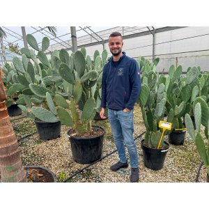 Opuncia figová (Opuntia ficus) ´INDICA´ - výška 100-120 cm, kont. C35L (-5°C)