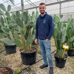 Opuncia figová (Opuntia ficus) ´INDICA´ - výška 100-120 cm, kont. C35L (-5°C)