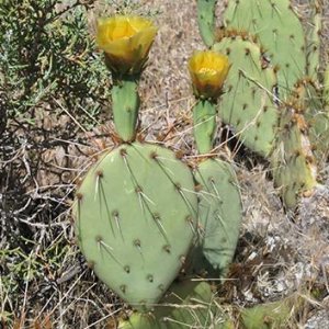 Opuncia - Opuntia Phaeacantha, výška: 5-10 cm, kont. P9 (-30°C)