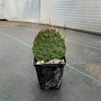 Opuncia - Opuntia Phaeacantha, výška: 5-10 cm, kont. P9 (-30°C)