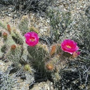 Opuncia - Opuntia polyacantha var. erinacea, výška: 5-10 cm, kont. P9 (-30°C)