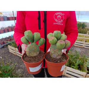 Opuncia (Opuntia ficus-indica) 'ETNA' -  výška 10-20 cm, kont. C1,5L (-10°C)