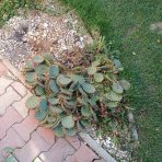 Opuncia - Opuntia Phaeacantha, výška: 5-10 cm, kont. P9 (-30°C)
