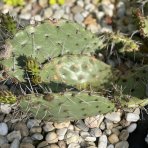 Opuncia tmavotŕňová (Opuntia Phaeacantha) - výška 5-10 cm, kont. P9 (-30°C)