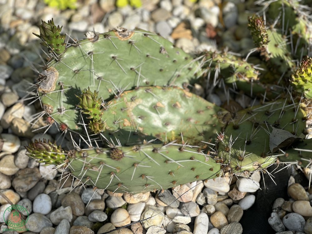 Opuntia phaeacantha var. major (n.1 pala) 15-25 cm, cactus, pianta grassa winter hard, resistente fino a -20°C | Leroy Merlin Opuntia phaeacantha var. major (n.1 pala) 15-25 cm, cactus, pianta grassa winter hard, resistente fino a -20°C | Leroy Merlin