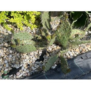 Opuncia tmavotŕňová (Opuntia Phaeacantha) - výška 5-10 cm, kont. P9 (-30°C)
